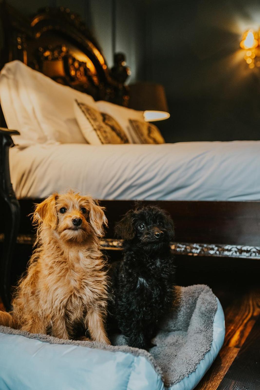 Hotel Le Petit Chateau & William De Percy